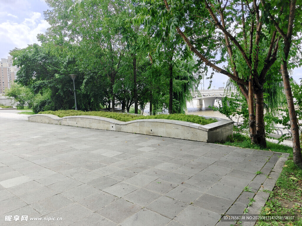 宁静林荫下的空旷道路