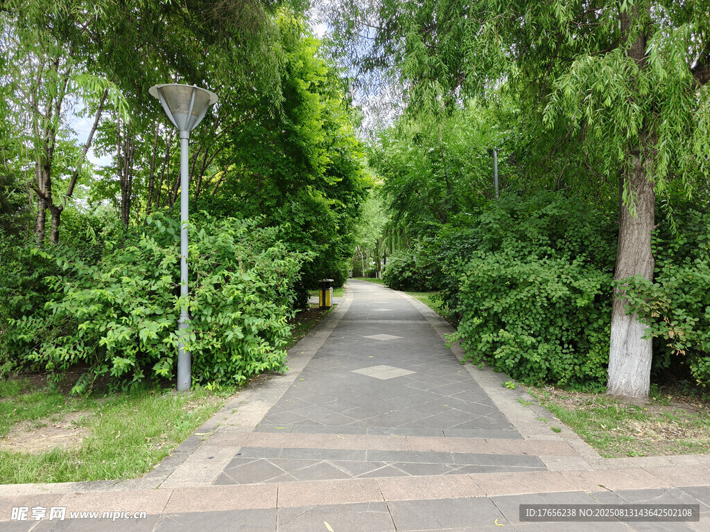 林间幽静步道