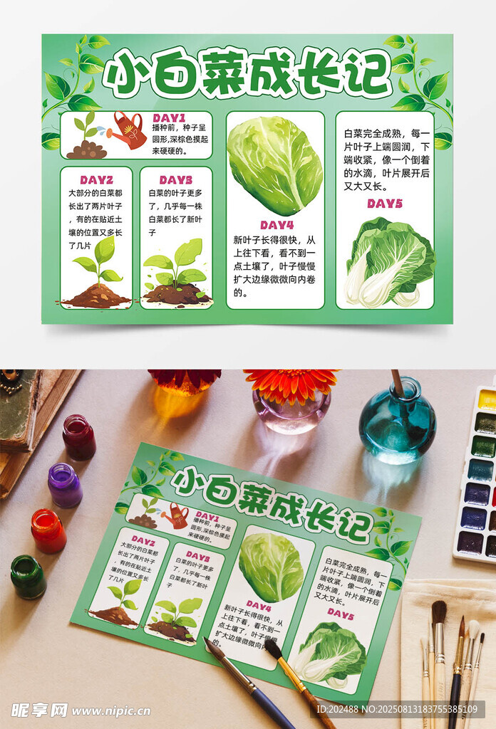 小白菜成长记录手抄报