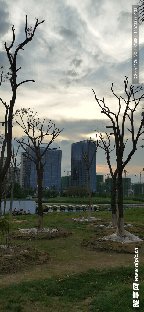 城市边的枯树林景观