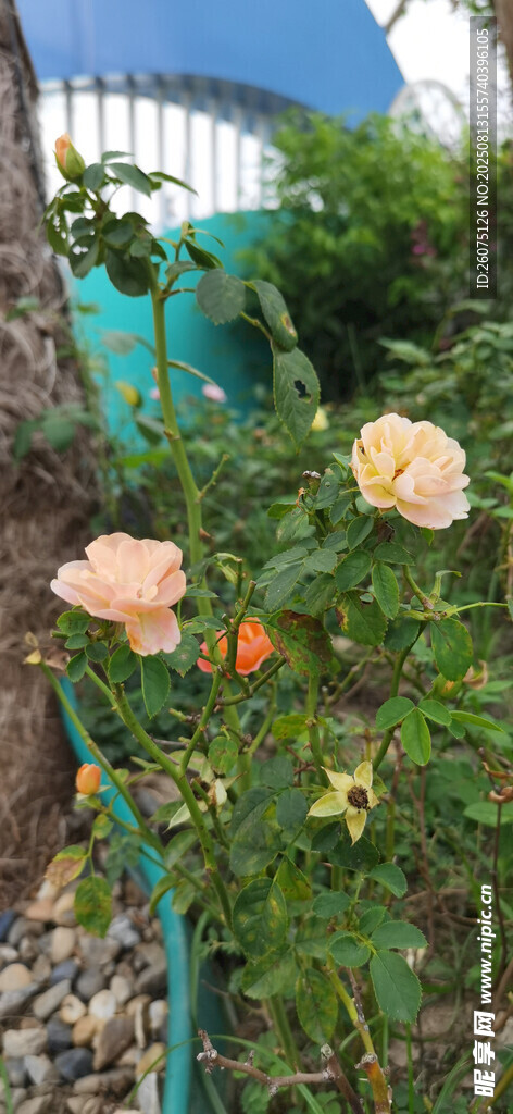 花园中绽放的娇艳花朵