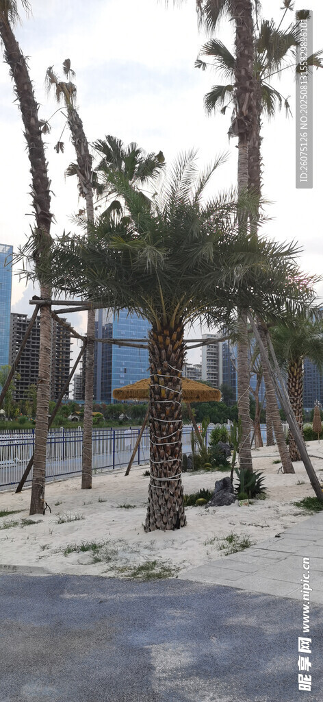 沙滩边的高大棕榈树景观