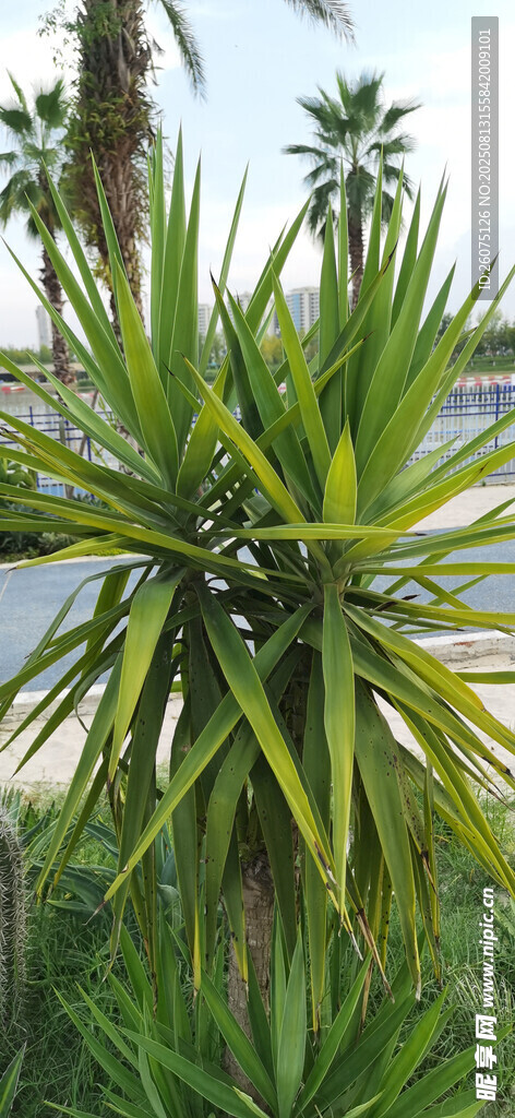 翠绿龙舌兰植物特写