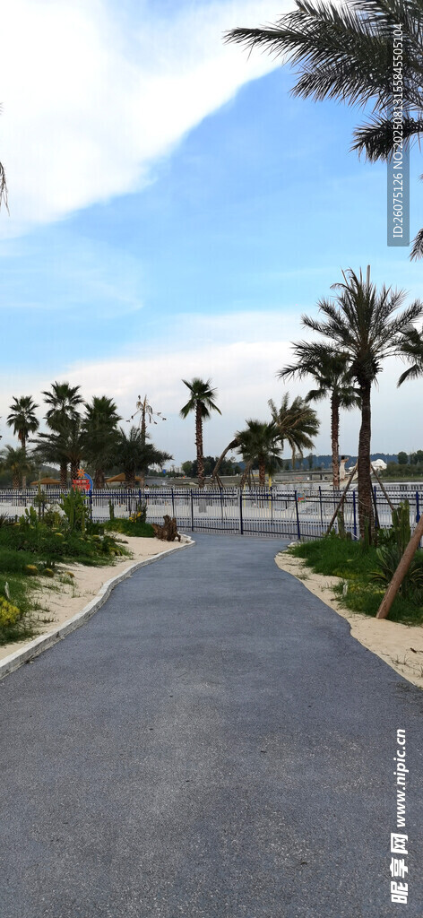 海滨柏油路旁的棕榈树景观