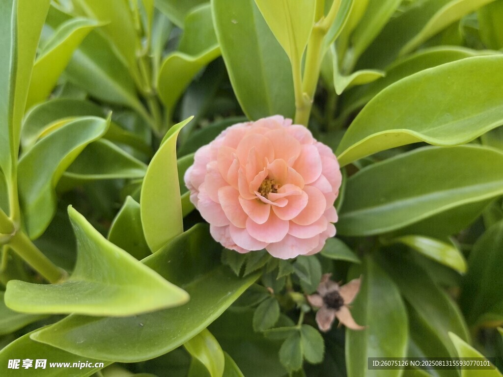 娇艳山茶花绽放绿叶间