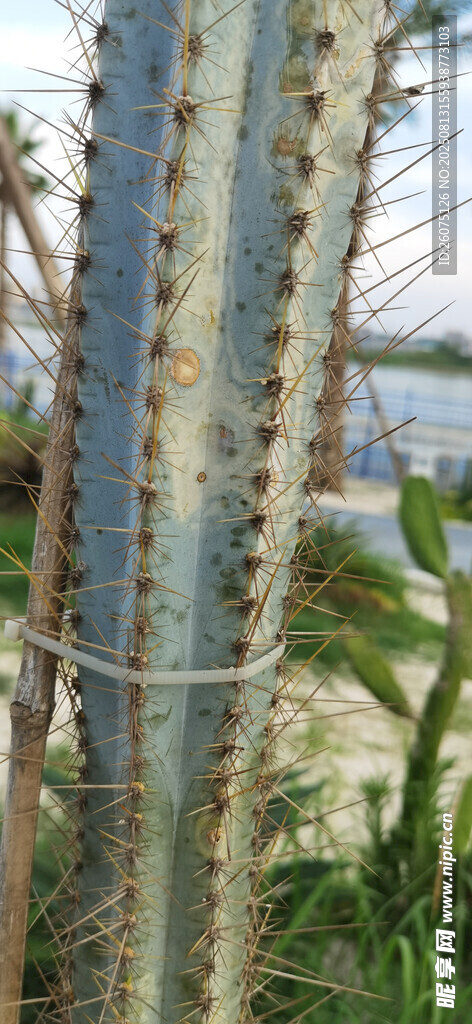 高大仙人掌特写