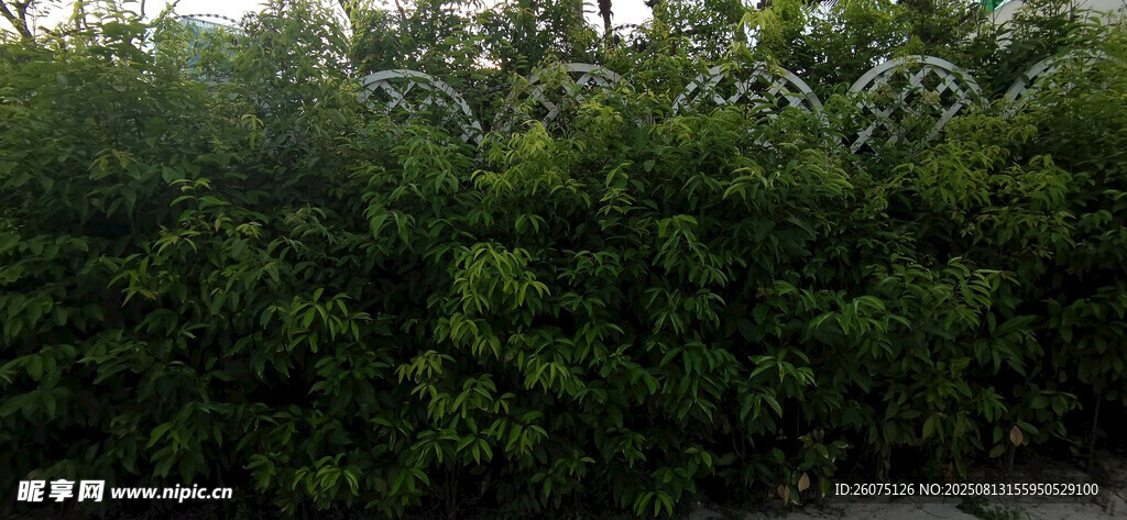 茂密绿植景观墙