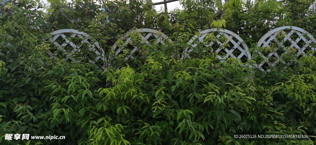 绿植环绕的拱形围栏景观