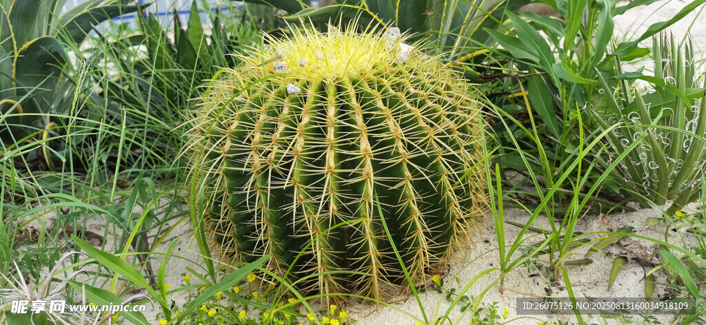 沙滩上的仙从球特写