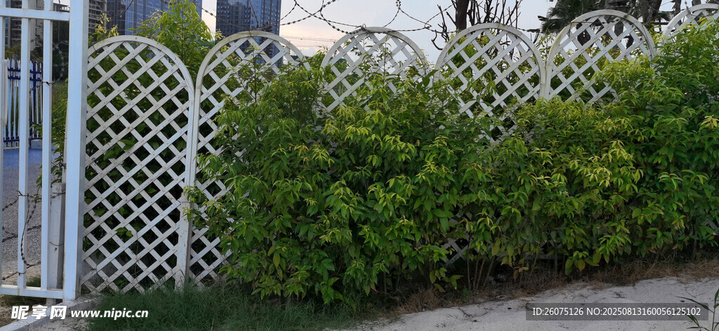 白色栅栏旁的繁茂绿植墙