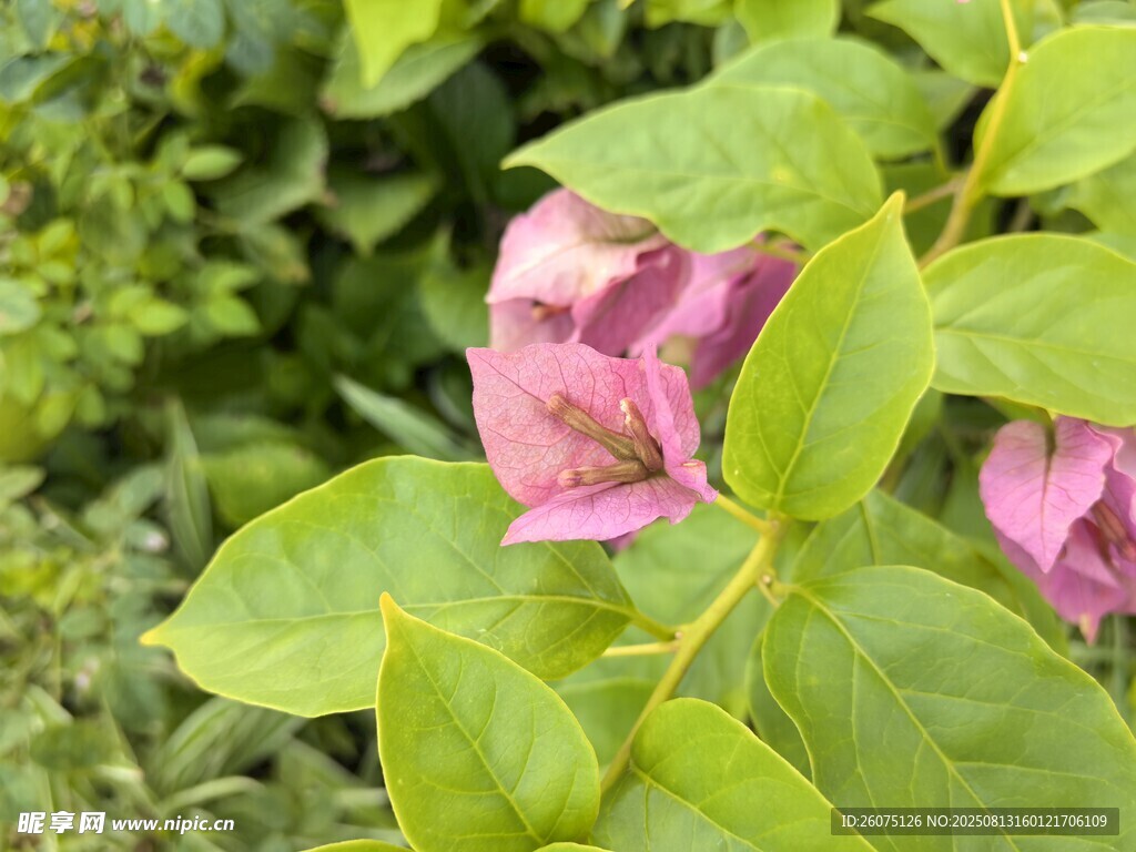 绿叶丛中的娇艳粉花