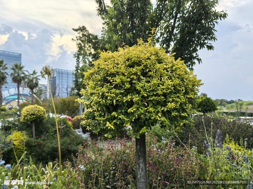 精致球形灌木绿植点缀花园