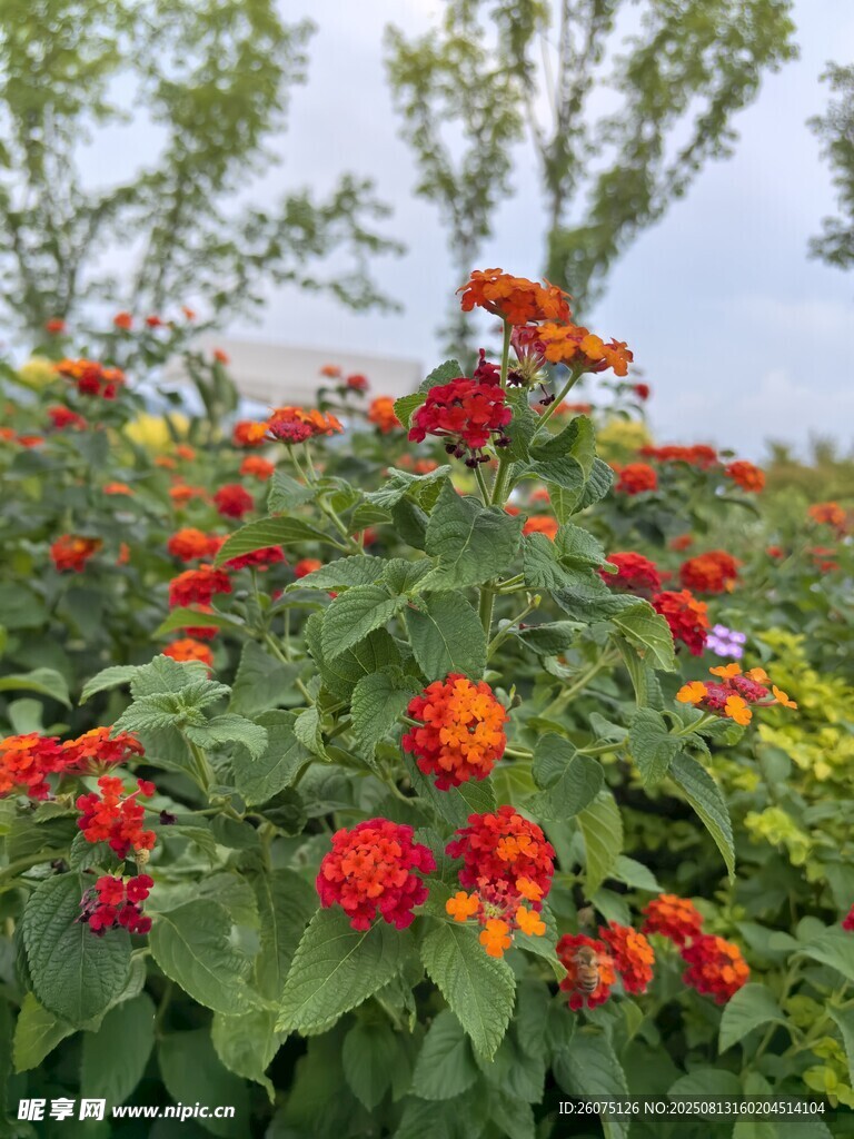 鲜艳花丛绽放美丽色彩