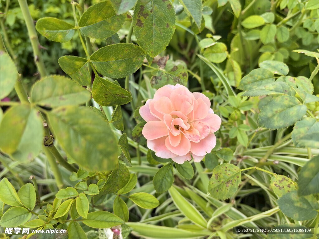 粉色娇艳花朵绽放绿叶间