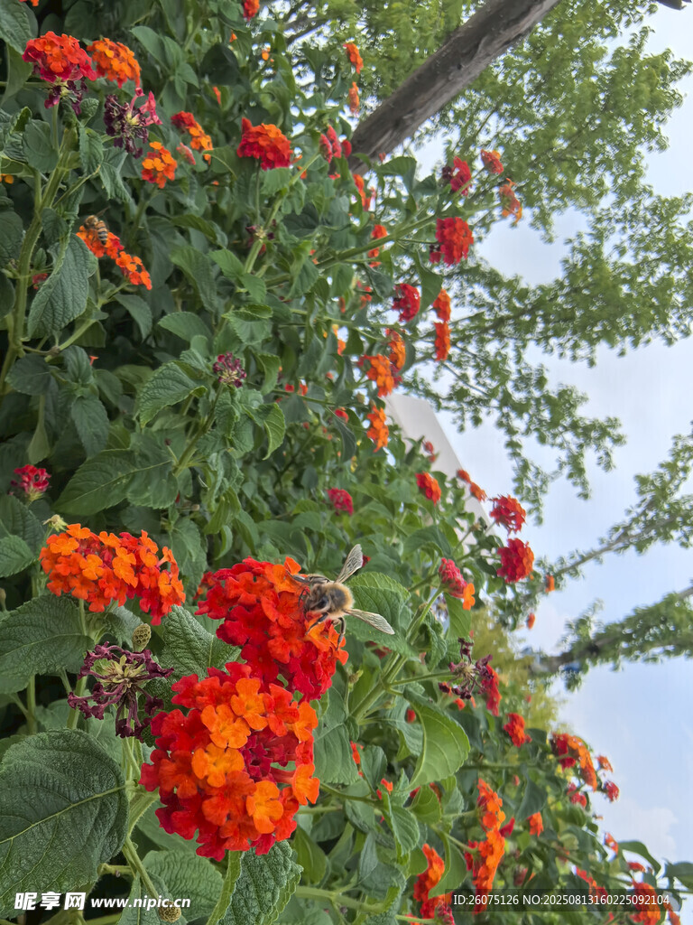 橙红花朵攀附绿植