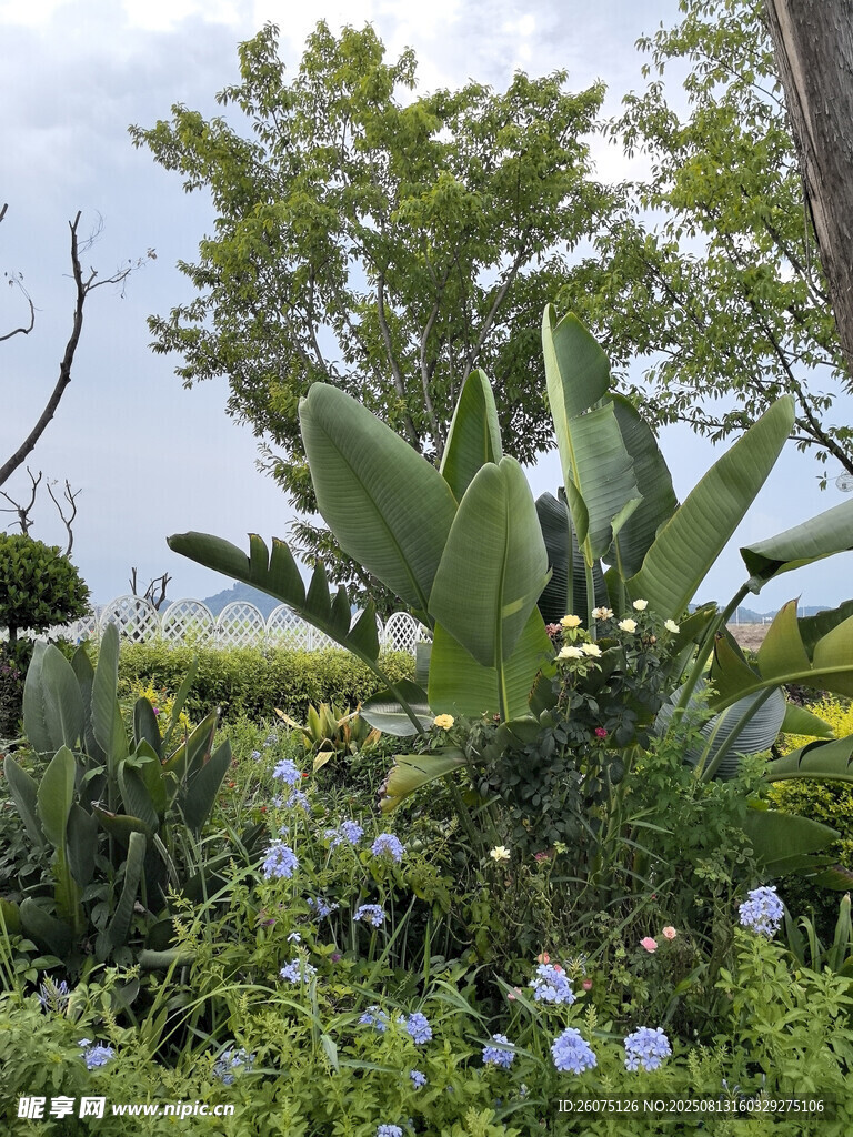 花园中的绿植与蓝色小花