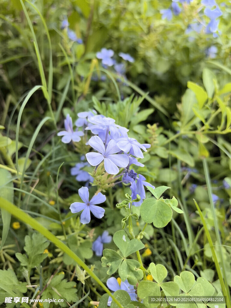 草丛中的蓝色小花