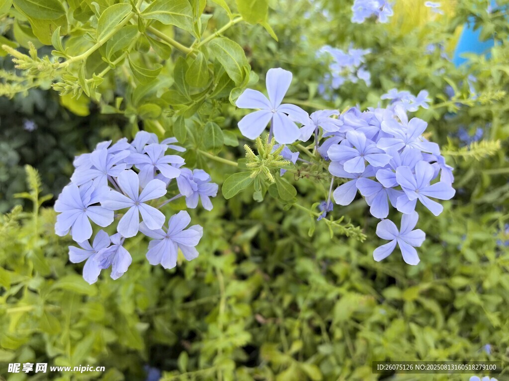 蓝雪花绽放于翠绿枝叶间