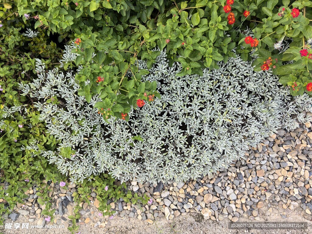 银叶植物与红花相映成趣