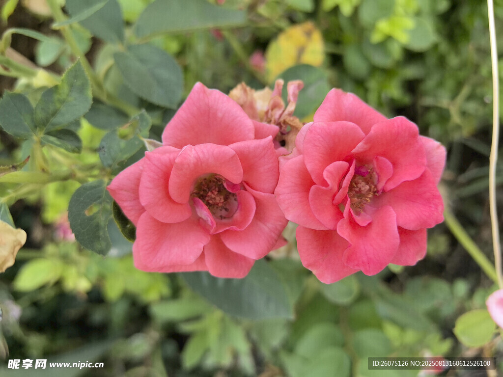 两朵娇艳的粉红色月季花
