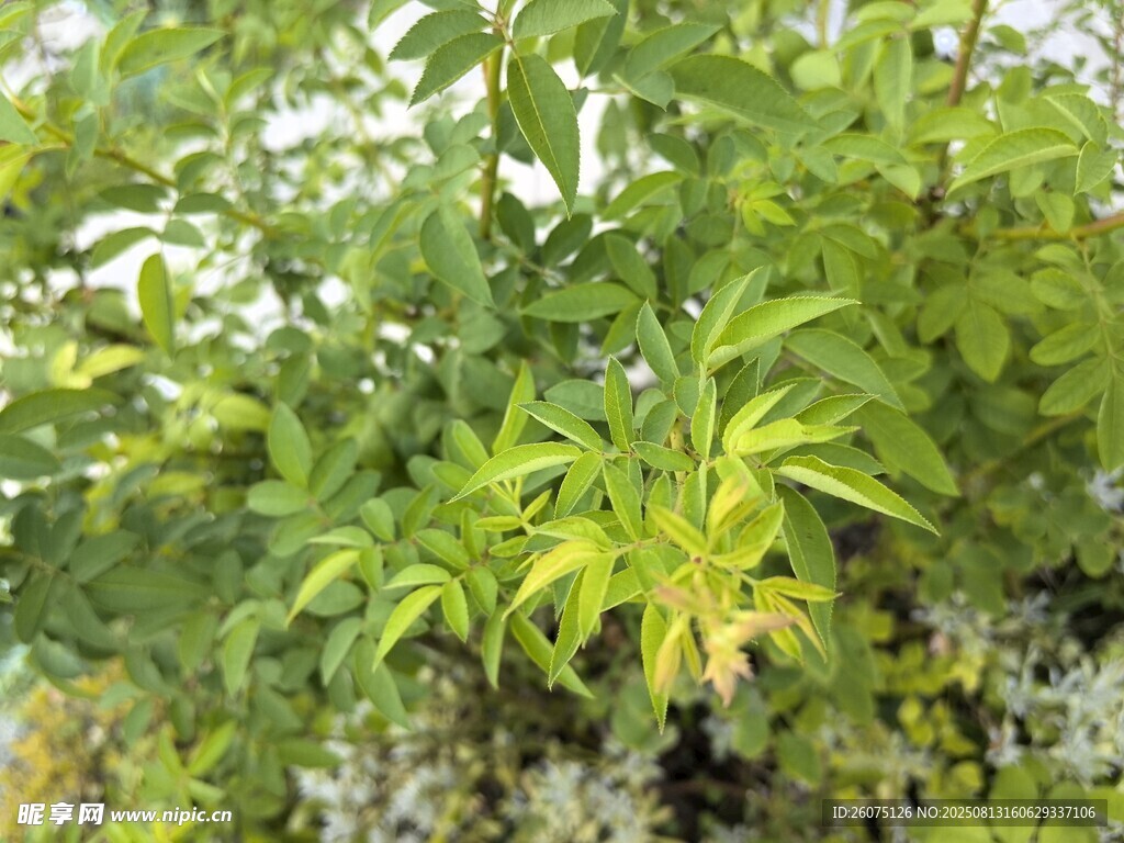 绿叶繁茂的月季枝叶植物景观