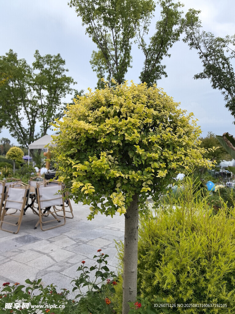 精致球形绿植装点户外景观