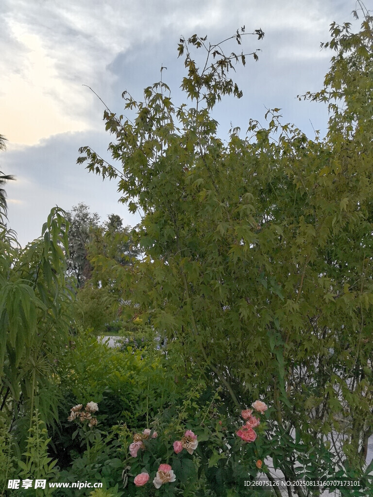 花园绿植与盛开的花朵