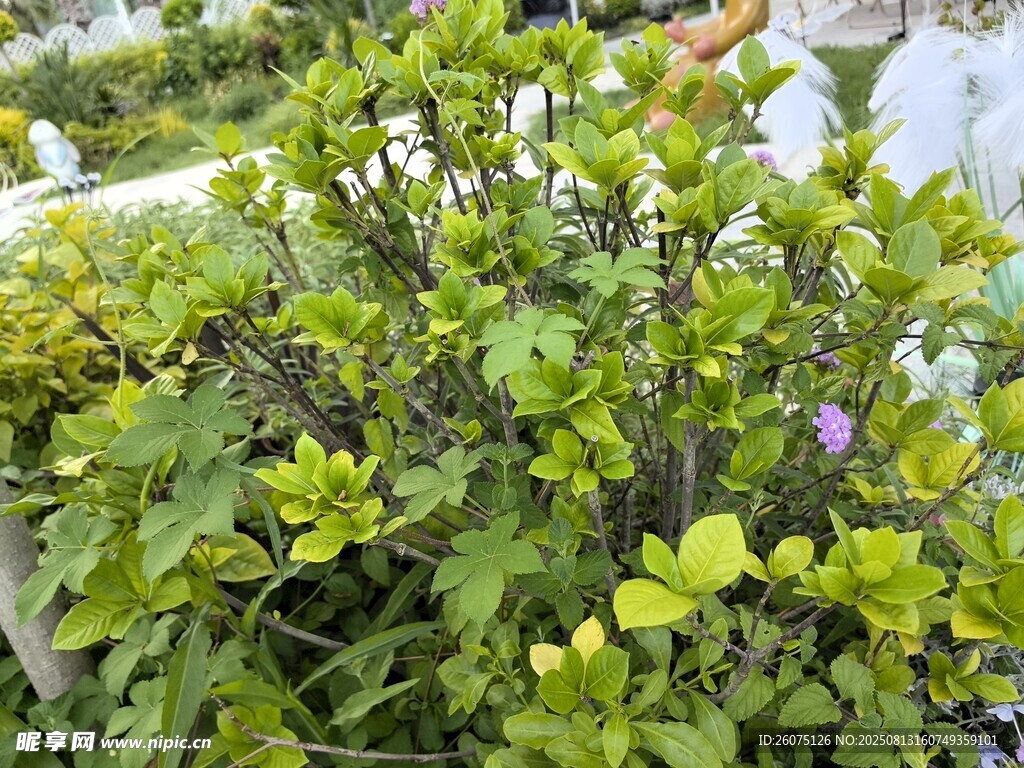 绿叶繁茂的绿植灌木景观