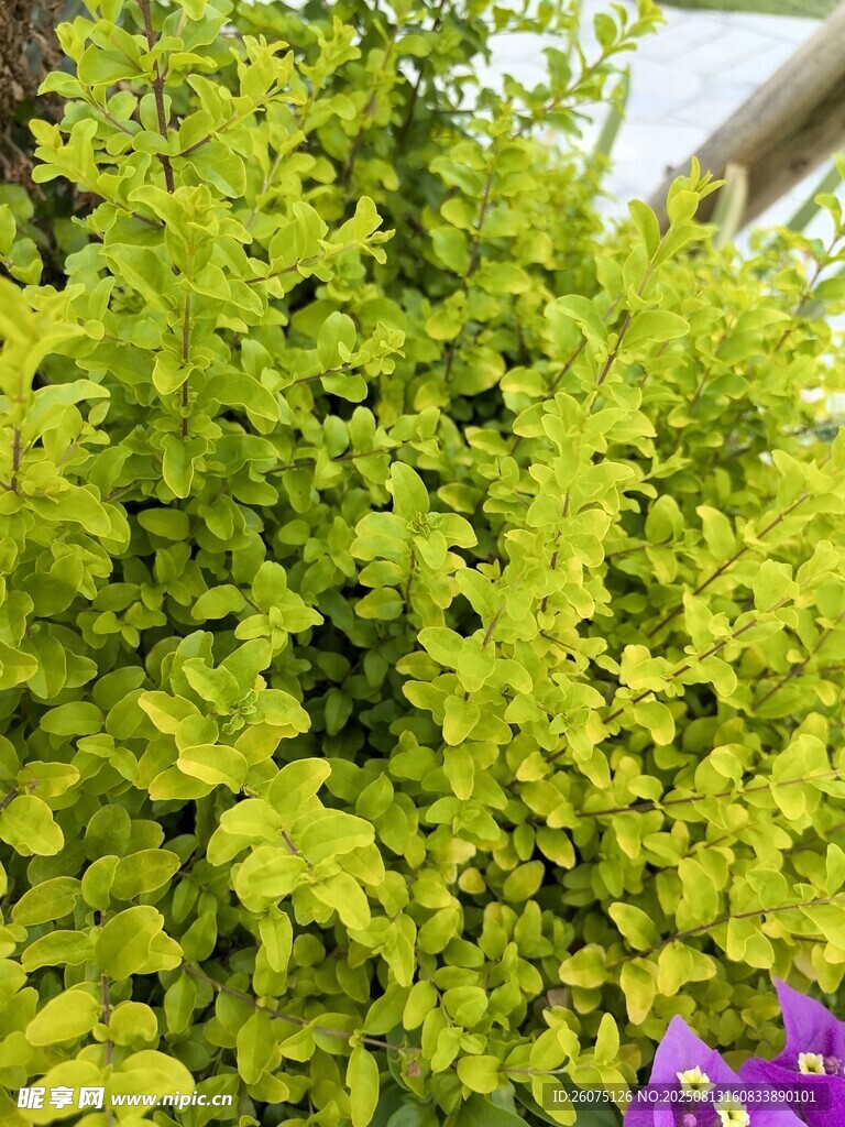 翠绿繁茂的灌木绿植景观