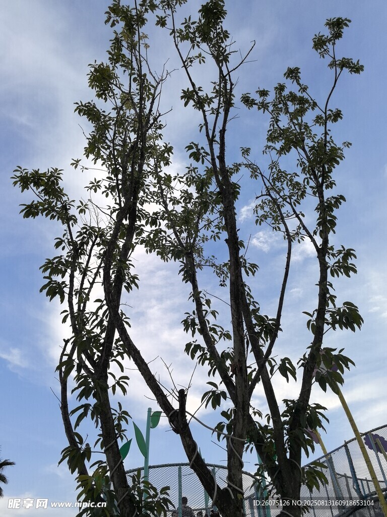 仰拍蓝天映衬下的繁茂树木