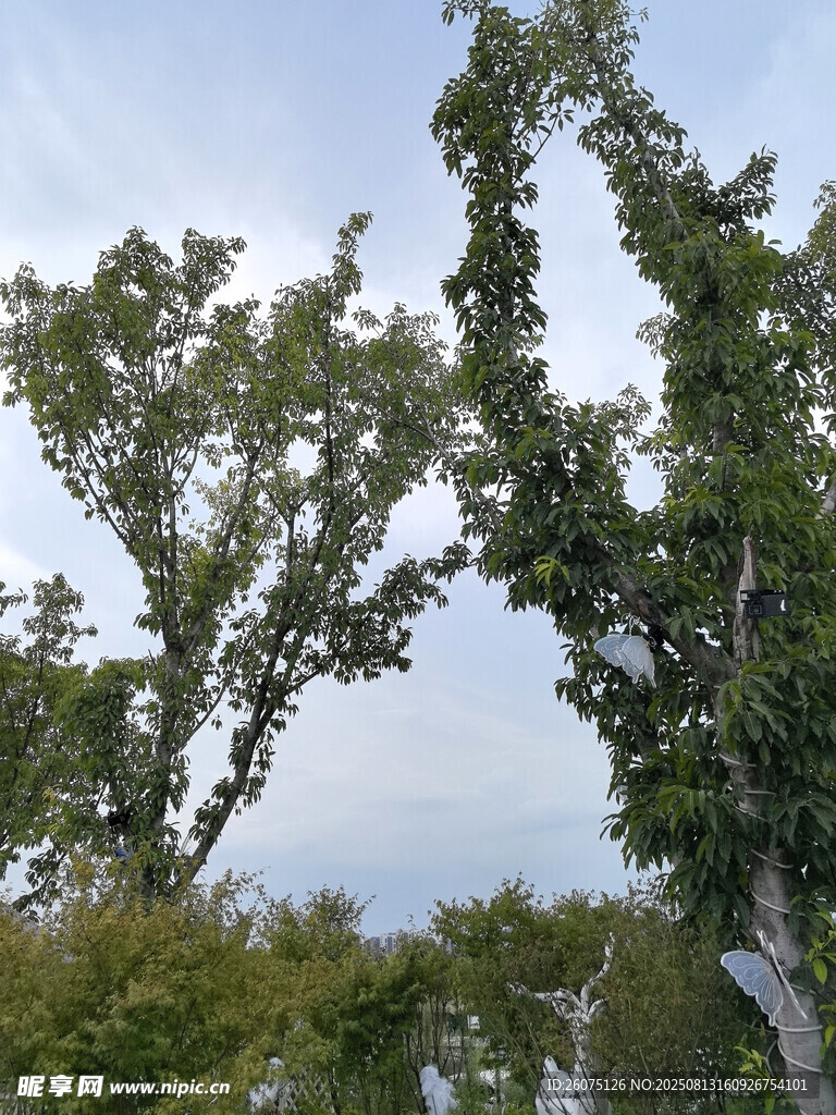 仰望绿树成荫的自然景象