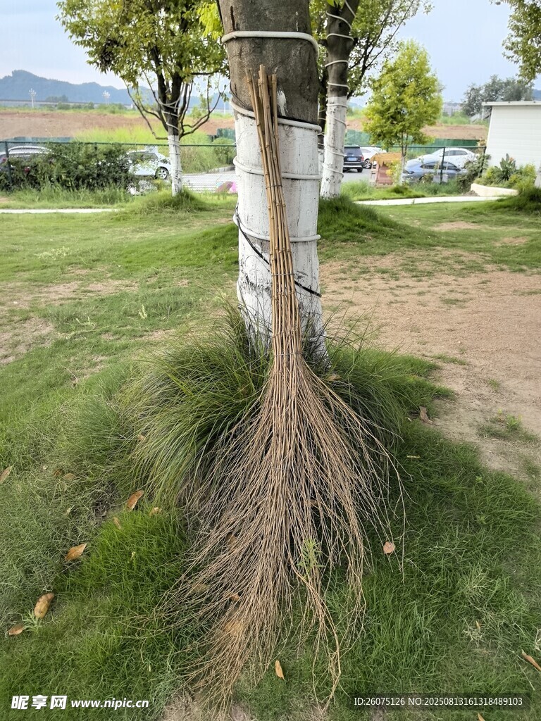 树干旁放置的清洁工具