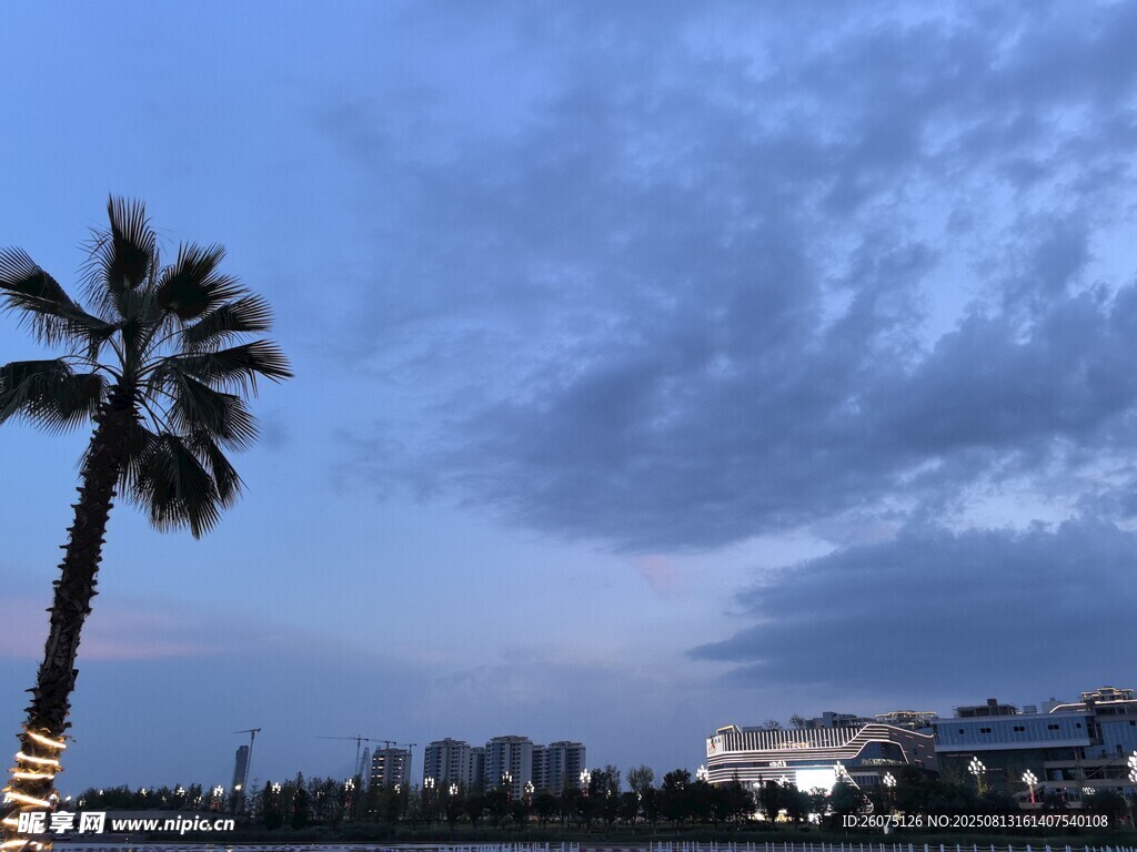 黄昏下的棕榈树与城市天际