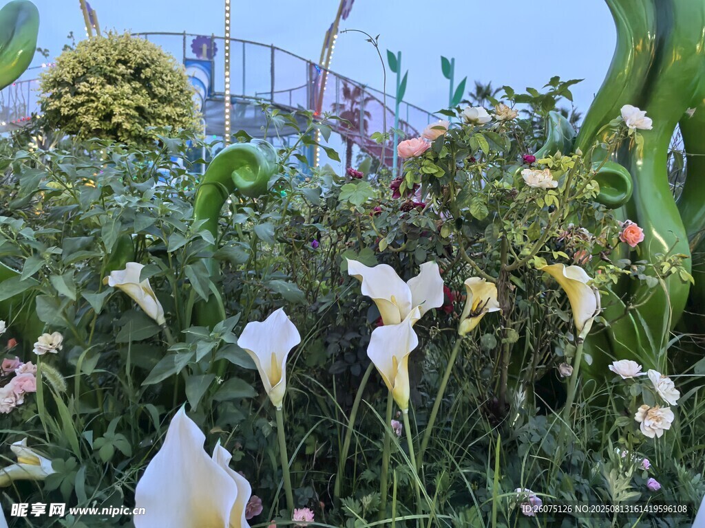 花园中的美丽白色马蹄莲