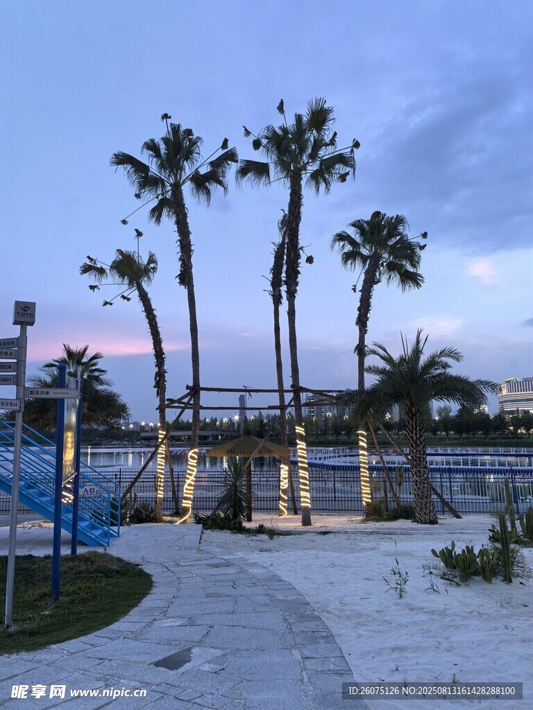 海滨黄昏下的棕榈树景观