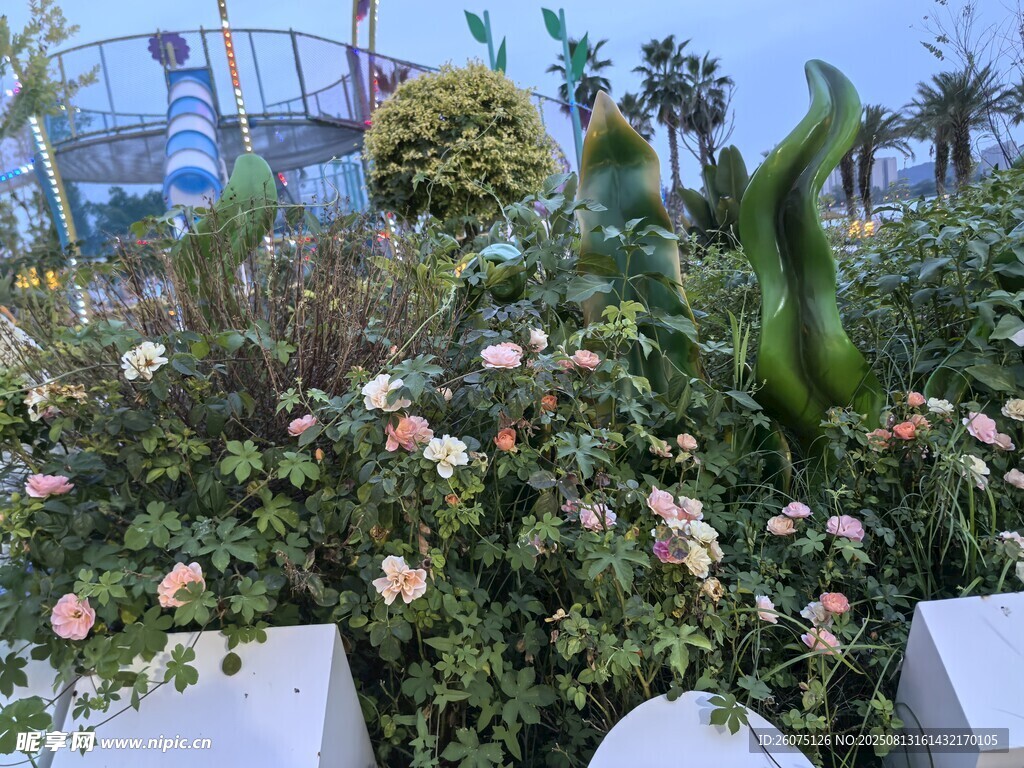 花园中绽放的多彩花卉