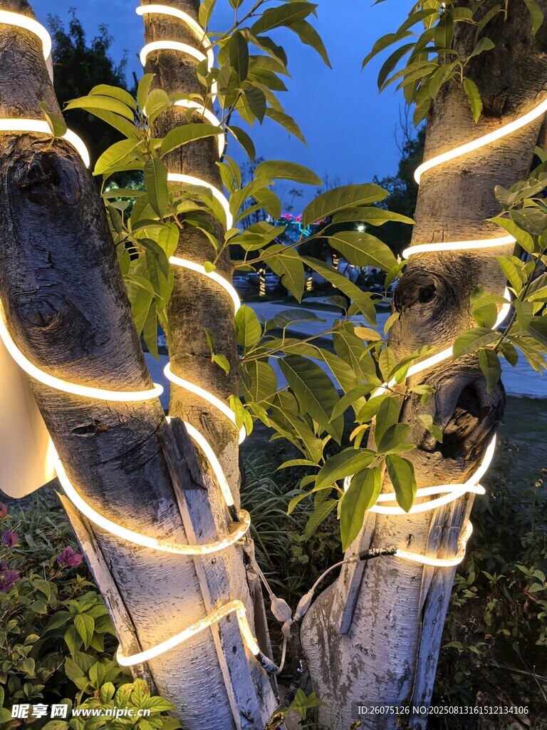 树上缠绕的温馨装饰灯带