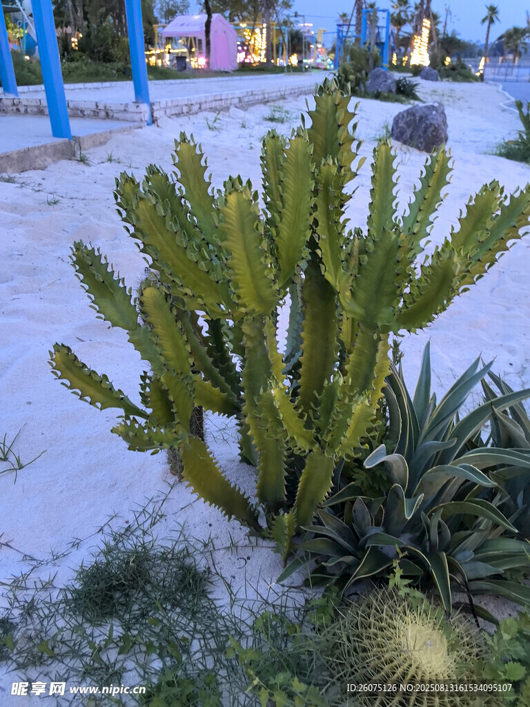 户外沙滩上的仙人掌植物景观