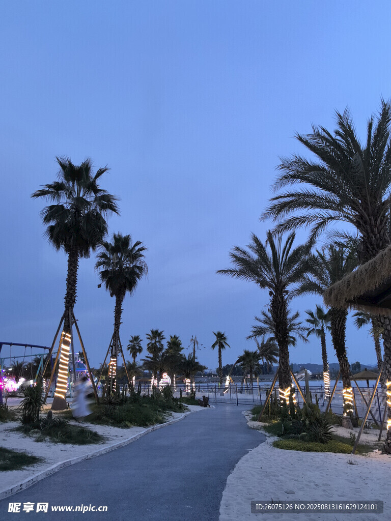 海滨暮色中的棕榈树林景观