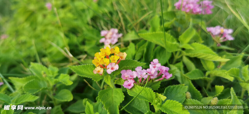 草丛中的多彩五色梅花