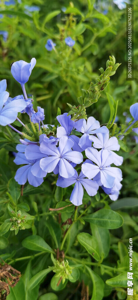 蓝花绽放于绿意之中