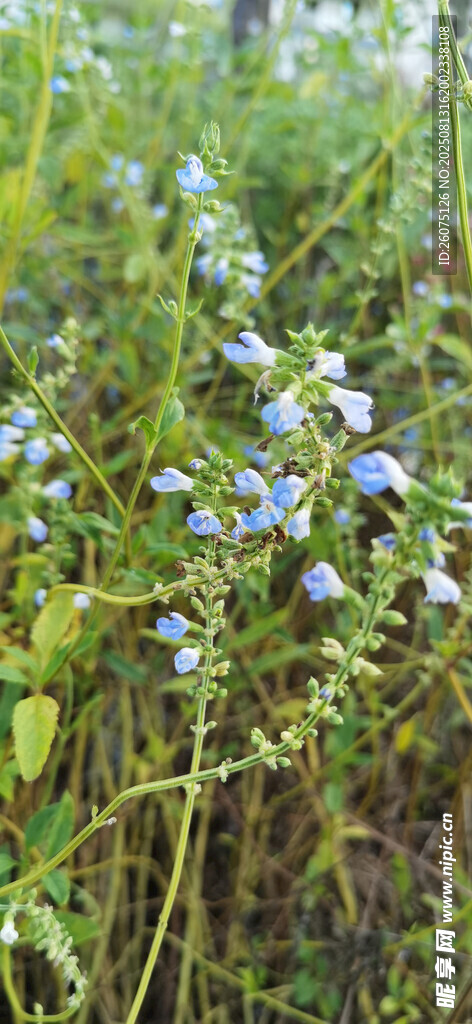 蓝花点缀的繁茂绿植