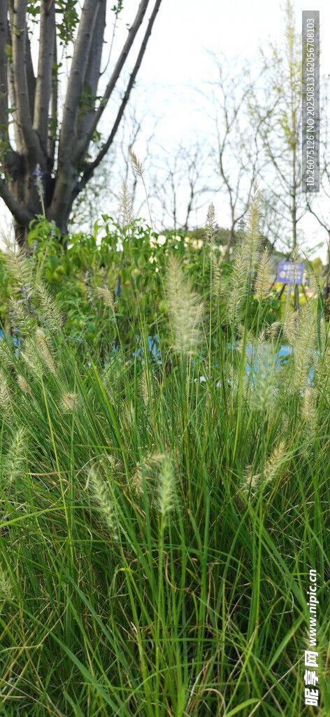 野外葱郁草地与树木景观