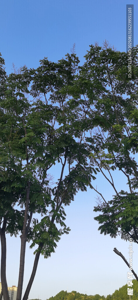 蓝天绿树风景图