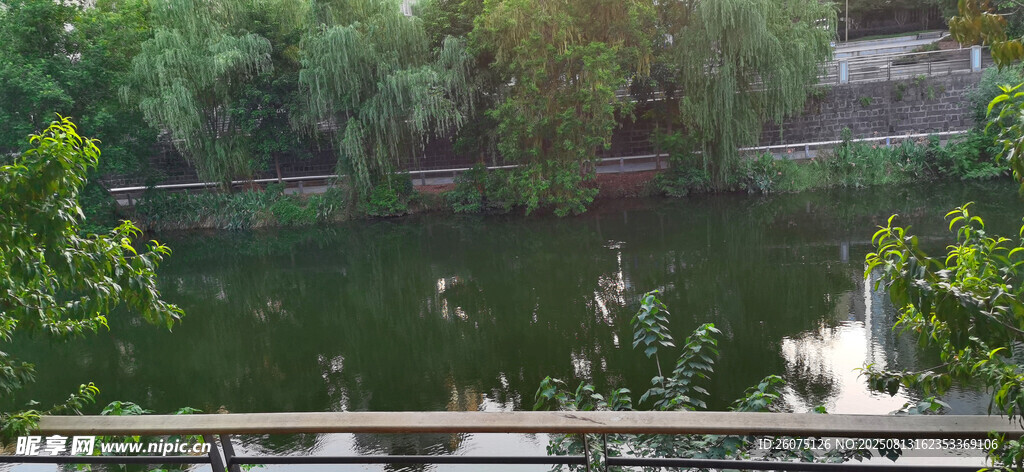 河畔绿意