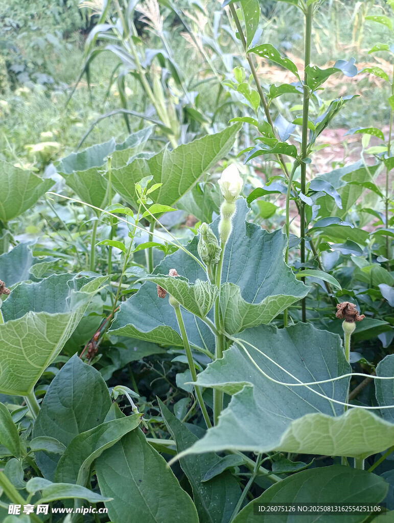 绿叶白花的葫芦景观