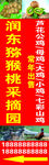 山东潍坊樱桃采摘园