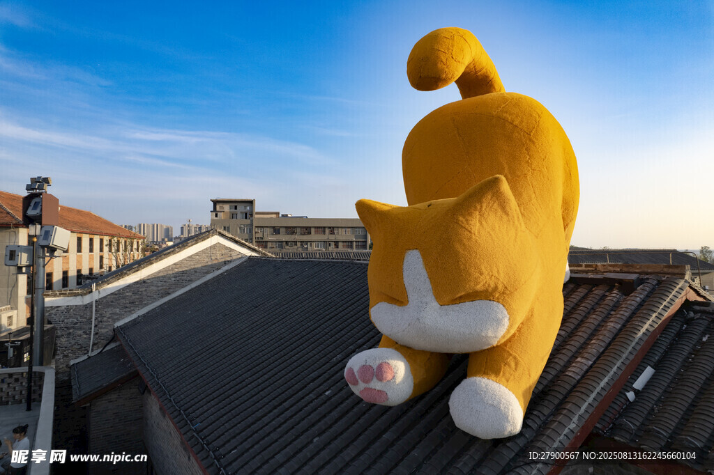 大橘猫航拍图