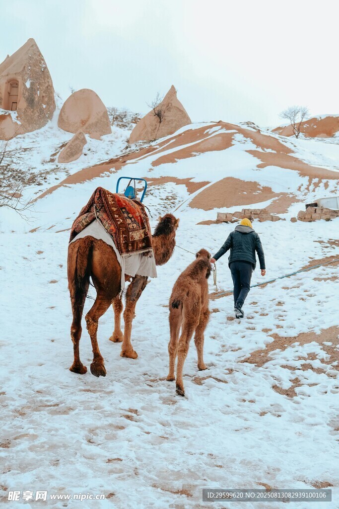 雪地中人与骆驼的行进画面