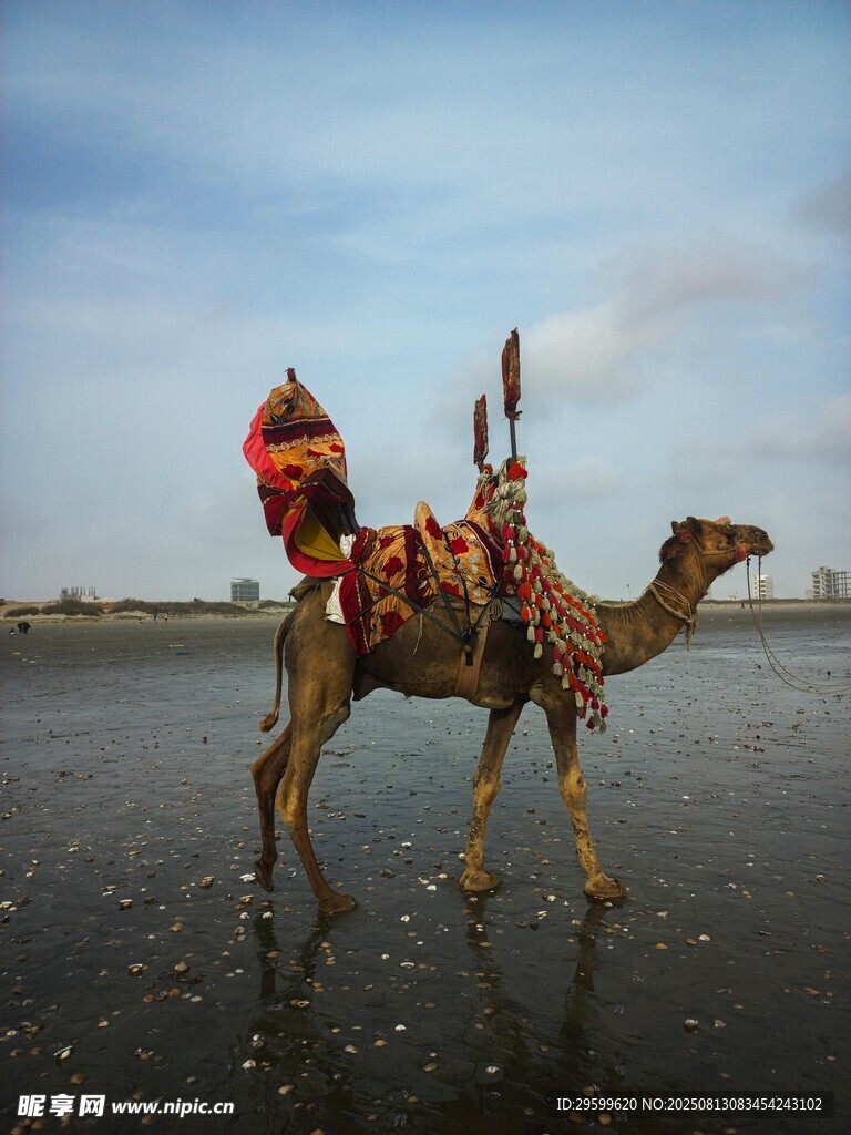 沙漠中骆驼驮着华丽装饰